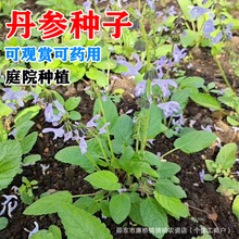 NșķNtϵвșNļlѿʸµN