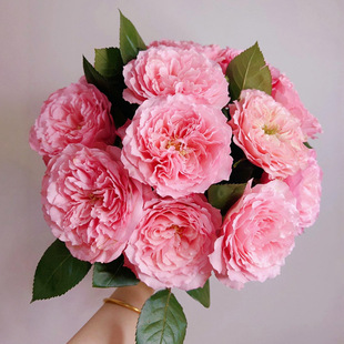 һ�����l��÷�����၆õ�廨���������̨���@�ļ��_�л��¼��͕�