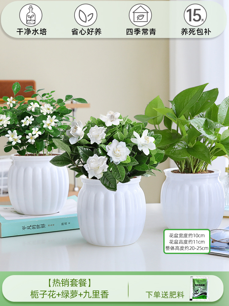 [인기 패키지] 치자나무 + 포토스 + 구리샹