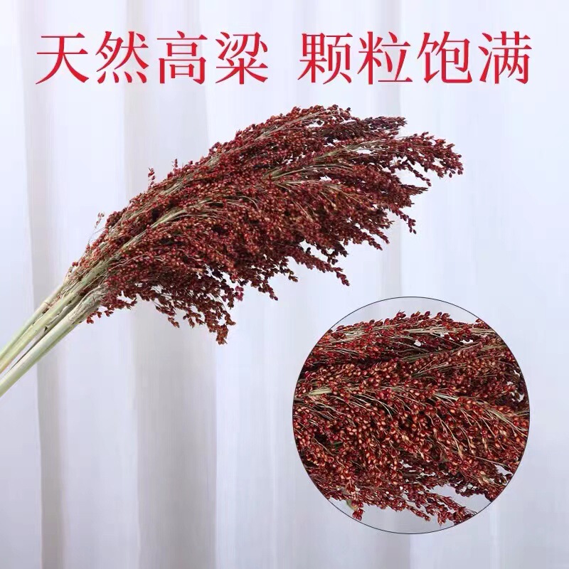 Sorghum Bunches Sorghum Dried Flowers Simulation Decorative Flowers Pastoral Farmhouse Scene Layout Rice Ear Wheat Ear Grain