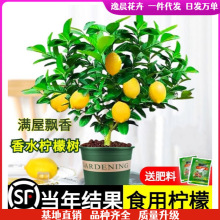 ��ˮ���ʘ���ˮ�����Կ�ʳ�Ý�����ú��B�̨�ļ������҃ȾGֲ��