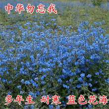 勿忘我种子秋播耐寒盆栽勿忘草草花种子蓝色花海中国勿忘我倒提壶
