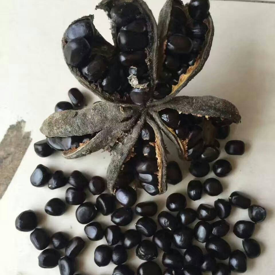 凤丹牡丹种子价格药用牡丹种子批发油牡丹籽厂家基地自产自销