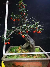 �Ϙ������辰�В�������辰����ɼ޽�֦�l���������Ә��^��̫��