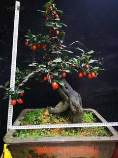 �Ϙ������辰�В�������辰����ɼ޽�֦�l���������Ә��^��̫��