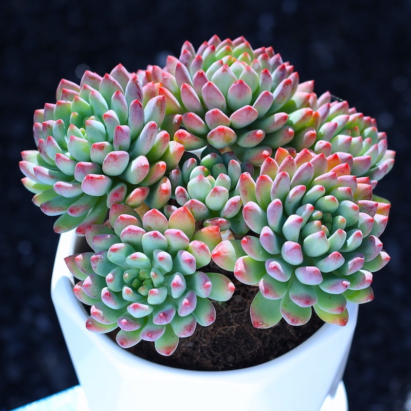 Blue Apple Succulent Combination Plant Old Stump Clearance Multi-Headed Large Plant Oversized Controlled Balcony Indoor Office Potted Plant Blue Apple Succulent Combination Plant Old Stump Clearance Multi-Headed Large Plant Oversized Controlled Balcony Indoor Office Potted Plant