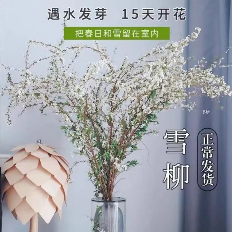 网红款鲜枝雪柳泡水开花水培冬季耐寒花卉干枝遇水家具绿植