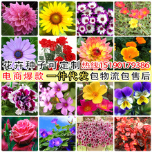 一件代发花种子矢车菊蜀葵鲁冰花太阳花松果菊马鞭草百日草波斯菊