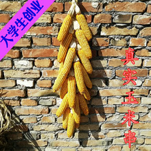 五谷丰登挂饰农家乐干玉米棒子农作物装饰玉米穗带皮真玉米垒德株