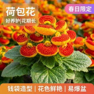 �ɰ�������Ԫ�����X�����ļ����B�҃�ͥԺ�̨�������ͺ���������