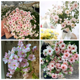 25��F؛ ���a������ĵ��������ëݢ�N������л���lѿ�ʸ�