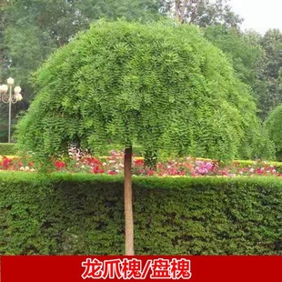 ��צ�����紹���S�𻱽�֦�����������ͺ��^�p�Lˮֲ��e������