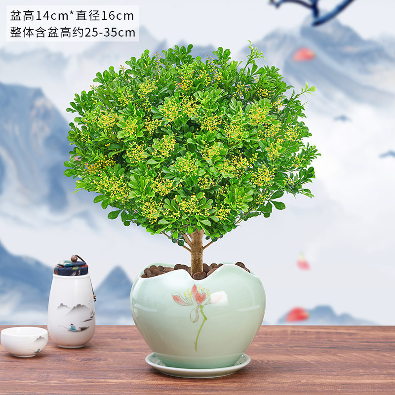 Perfume Milan Potted Plant with Flower Buds, Old Stem, Indoor Plant That Blooms All Year Round and Repels Mosquitoes Perfume Milan Potted Plant with Flower Buds, Old Stem, Indoor Plant That Blooms All Year Round and Repels Mosquitoes