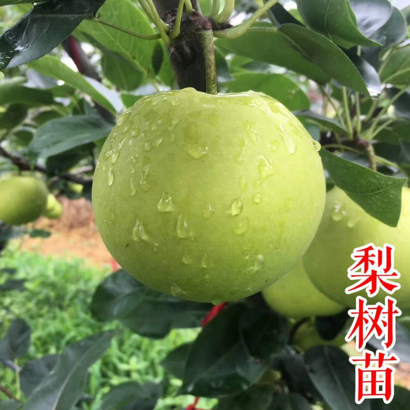 Ароматные саженцы груши Рассада груши Cuiguan Cuiyu груша ранняя хрустящая красная груша Рассада груши Осень Луна Оптовые итоги года