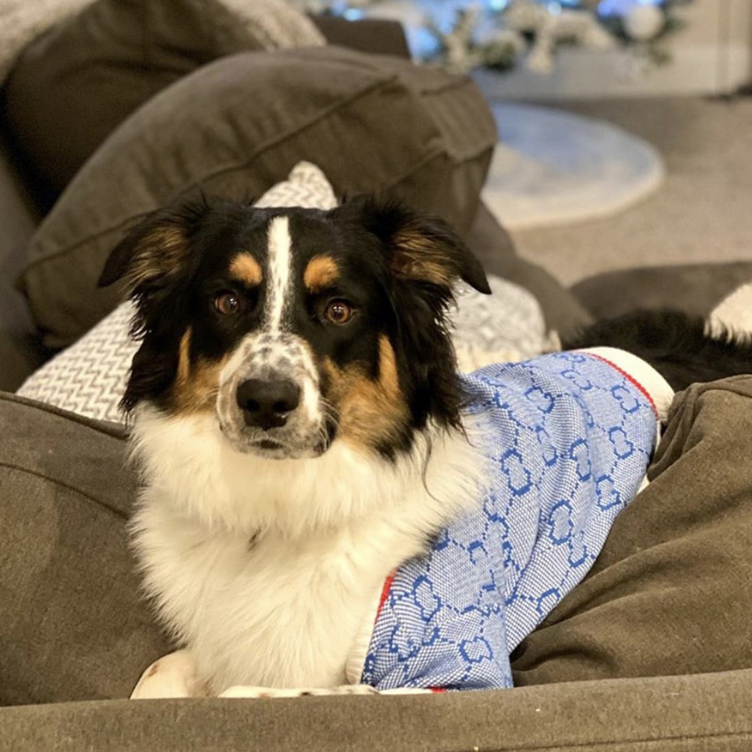 가을 겨울 강아지를 위한 트렌디한 브랜드 애완동물 옷 G 니트 가디건 두꺼운 프렌치 두 퍼그 테디 슈나우저 스웨터