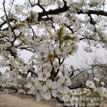 �滨�ۣ����ۣ�����������������ɽũ����������ڷ�ͨ�û���