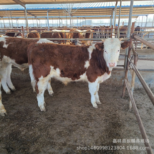 ���T����ţ�Bֳ ���� �����Sţ��ţ ���T����ţ��ţ�ٶ���һ�^