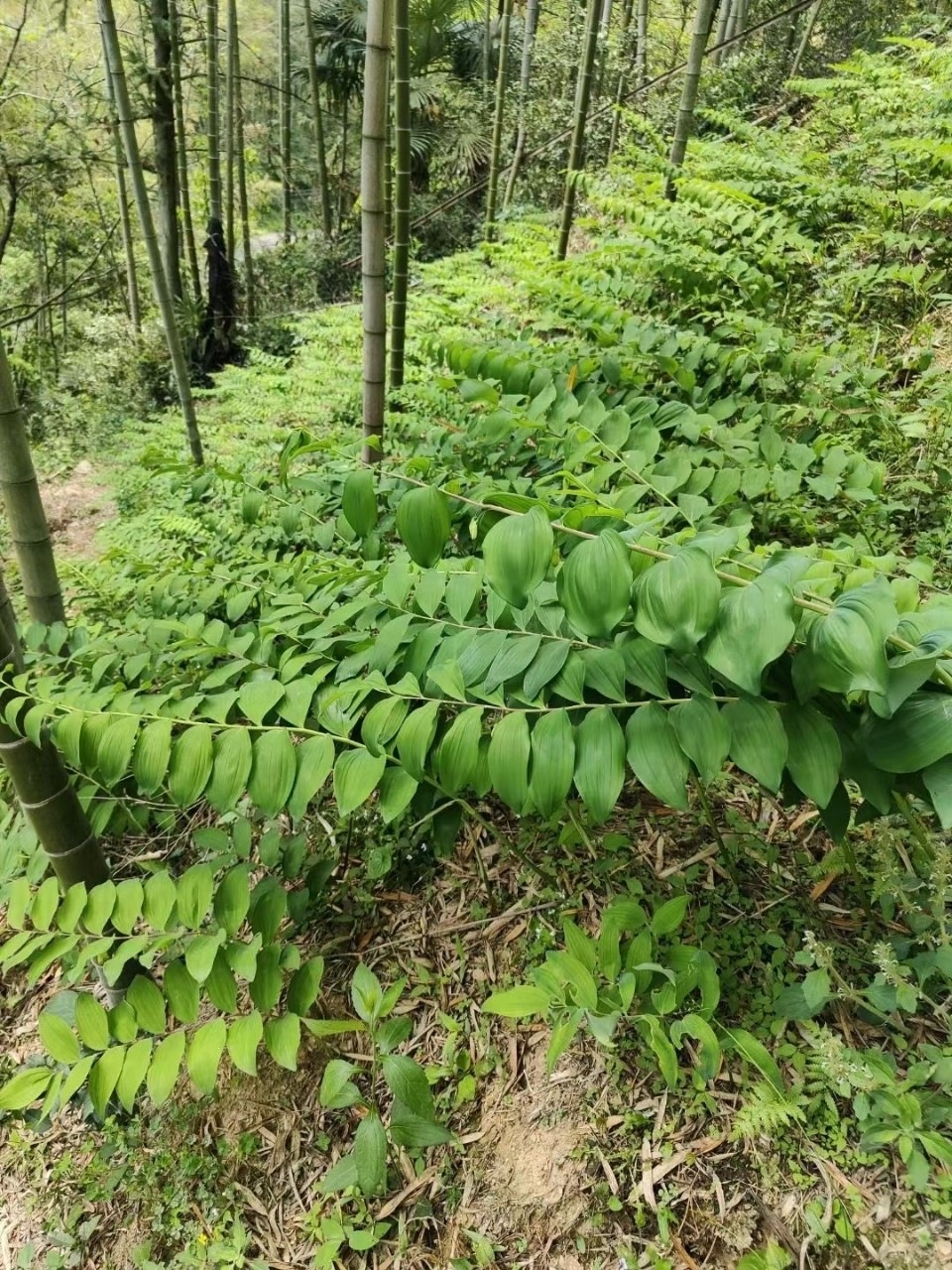Wild Polygonatum Rhizome Huang Jing 500g Nine Times Steamed and Sun Dried for Soup Tea and Wine Infusion quality and texture