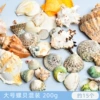 Large-sized snail shell mixed with 200g (about 15 pieces)