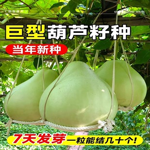 Extra Large Giant Gourd Seeds Balcony Courtyard Potted Climbing Plants Large Gourd Crop Seeds Seedlings Cultural Toys