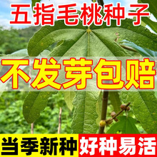 �V����ָë�ҷN�ӻ������l ���~�q�N����滢�׳ɻ���ָ�N��