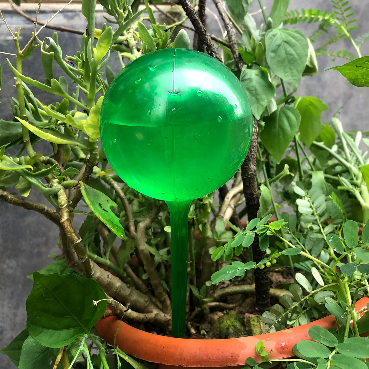 Plástico transparente verde larga bola riego de flores plantas en maceta riego perezoso riego de viajes goteo riego image 5