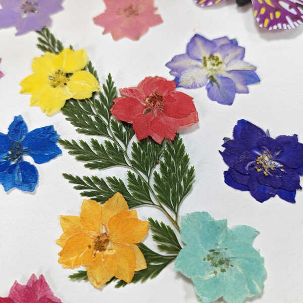 Supply delphiniums