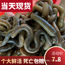 �r��������S�X������ش�����������w���Ұ���~�~�D���s