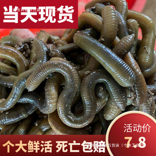 �r��������S�X������ش�����������w���Ұ���~�~�D���s