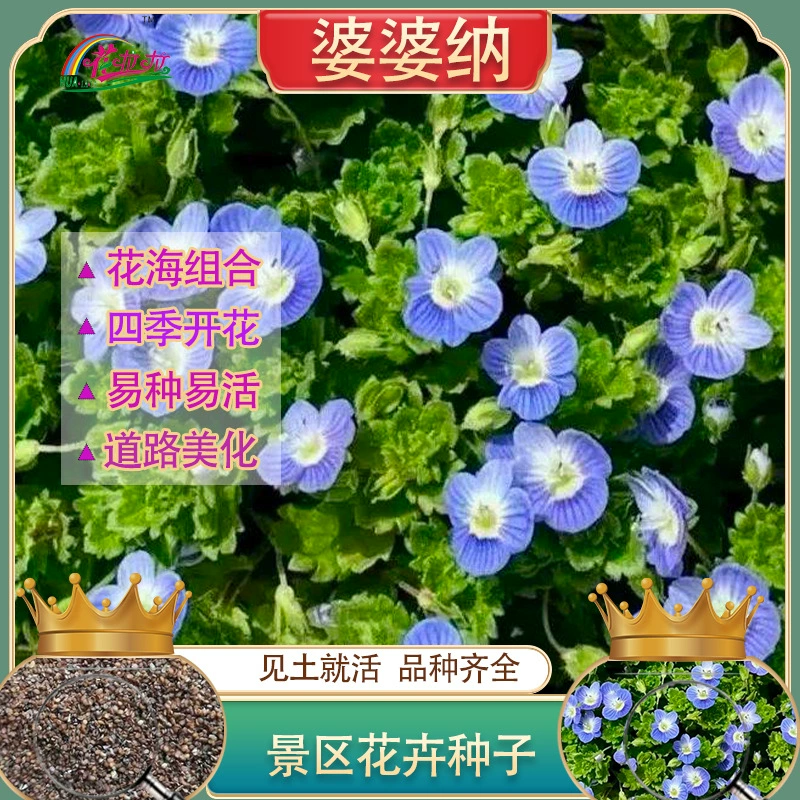 Семена холодостойкой ревеня для всесезонного посева, семена цветов, семена трав, семена цветов для проектов «Цветочное море», озеленение травами, комбинации сорняков