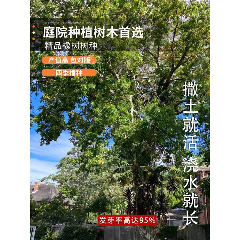 橡树种子砍烧柴火木青冈栎树橡子苗栗茧蒙古栎红橡树种子娜塔栎籽