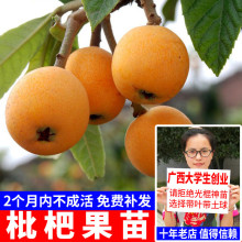 枇杷树苗大五星白沙枇杷树苗嫁接盆栽地载果树苗当年结果包邮