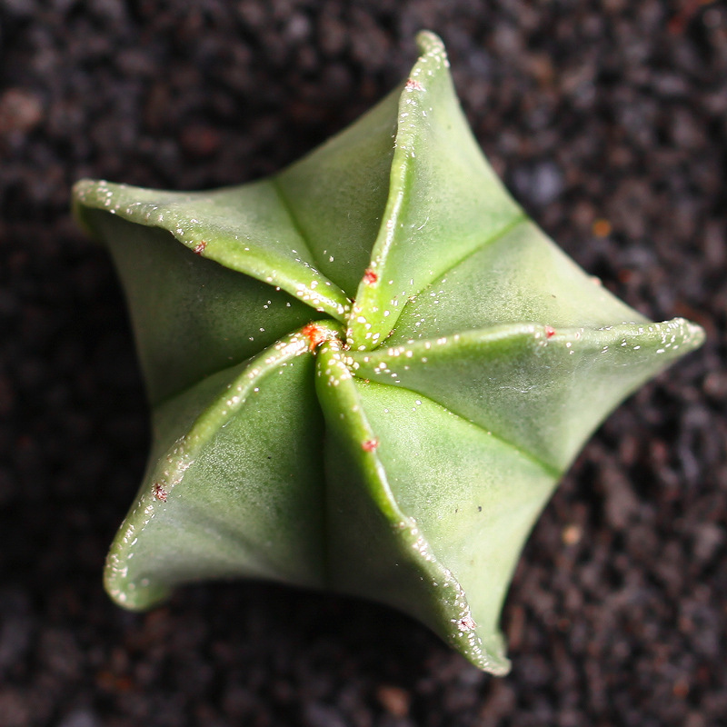 Luanfeng Jade 3-5cm 임의 색상(베어 루트와 함께 배송)