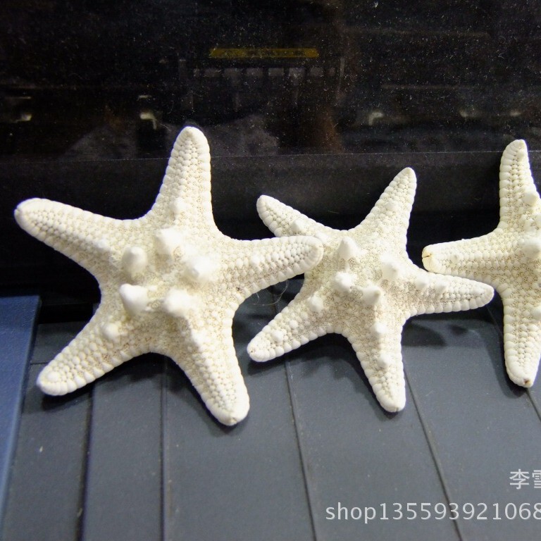 3-10cm Mediterranean Steamed Bread Starfish Primary Color White Real Starfish Wall Stickers Natural Conch Shell Wholesale
