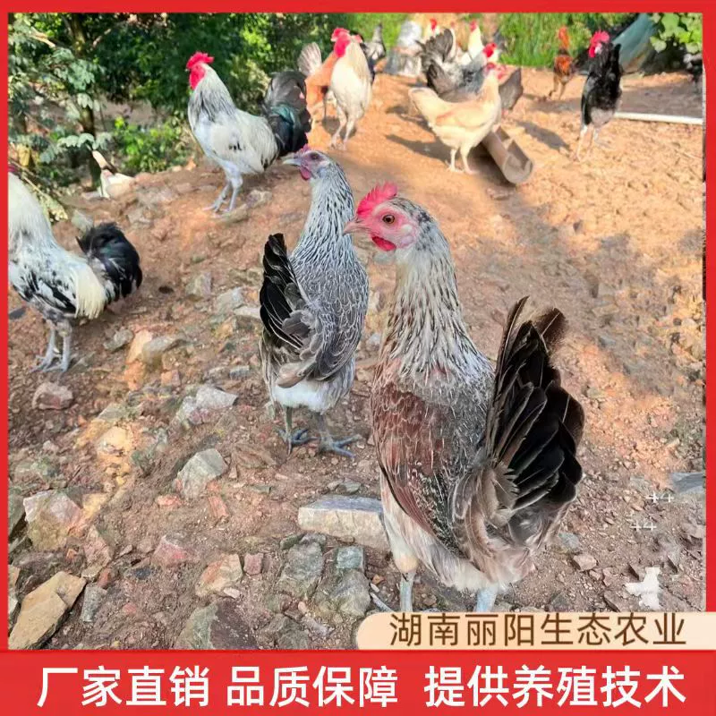 Продаются живые цыплята, в том числе цыплята Que Shan, жемчужные цыплята, павлиньи цыплята и разноцветные горные цыплята, цыплята одного дня.