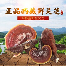 优选好货 西藏野生金边灵芝整株赤灵芝整枝野生老灵芝泡茶泡酒