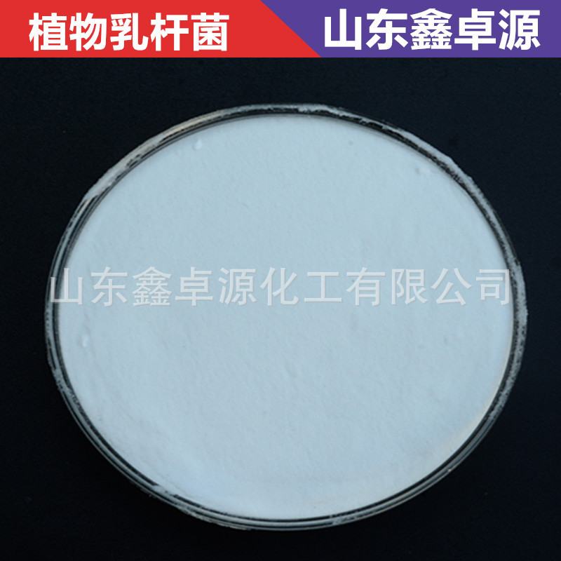 现货直供 植物乳杆菌 嗜酸乳杆菌 微生物菌种 饲料添加用 植物乳