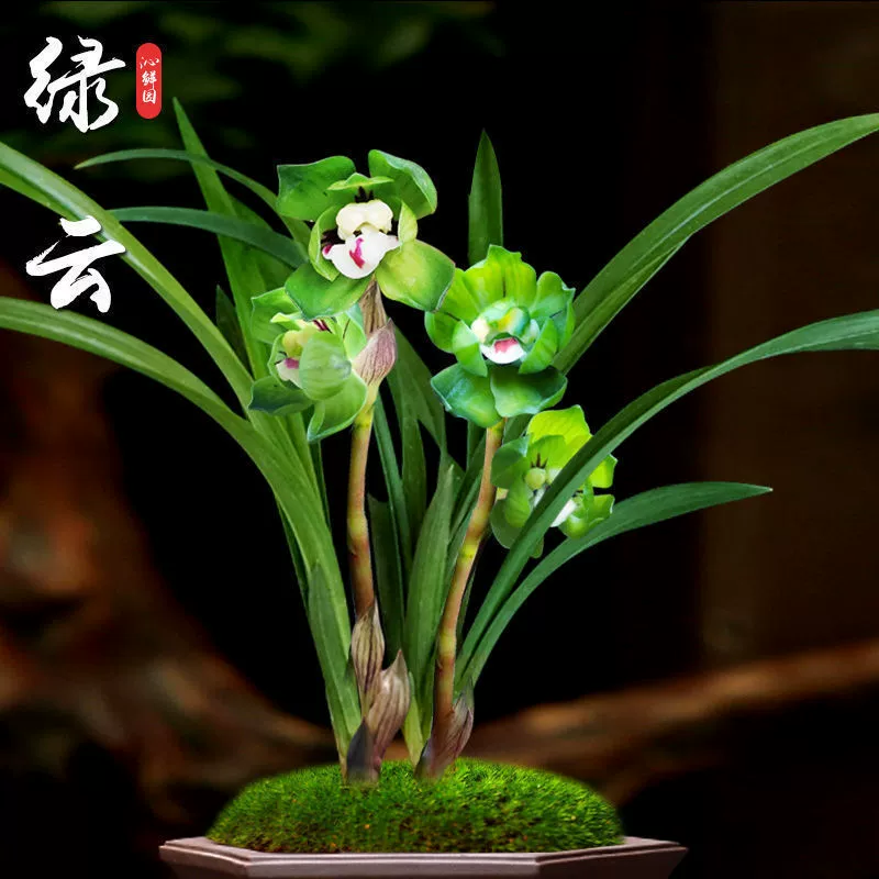 Редкая и ценная китайская орхидея, весенняя орхидея, королева, зеленое облако, комнатное растение в горшке, цветок, маленькие и большие саженцы орхидеи.