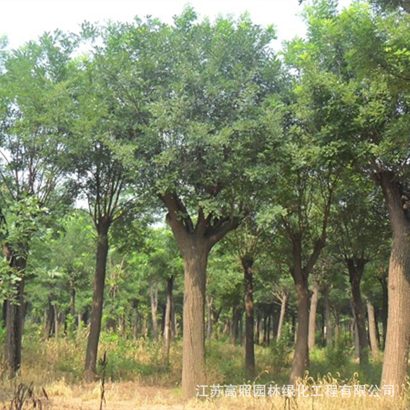 厂家货源直供国槐大树苗基地供应速生国槐大小树 工程乔木