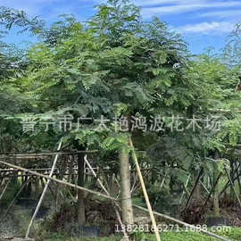 广东普宁艳鸿波花木假植苗乔木铁刀木树四季常青园林绿化工程苗木