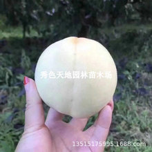 ��Ʒ�N�Ҙ���޽����ϱ����Nֲ�ش��������������Ҙ���������