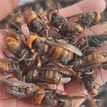 �R���100~500g���S����R��  �S�� ���R�� ���J���ݾư��]��؛��