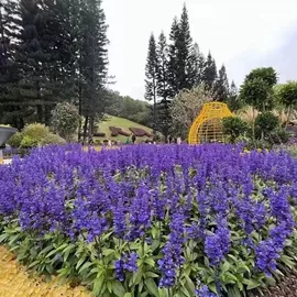 盆栽;种子;种球