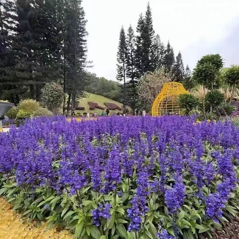 Mexican Sage Potted Plant with Buds, a Bunch of Blue Lavender Perennial Herbaceous Flower Garden Ground Flower Mirror