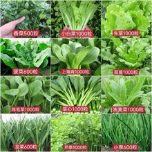 ߲˷Nļ̨ͥԺС[˰ײ˺δ׷N