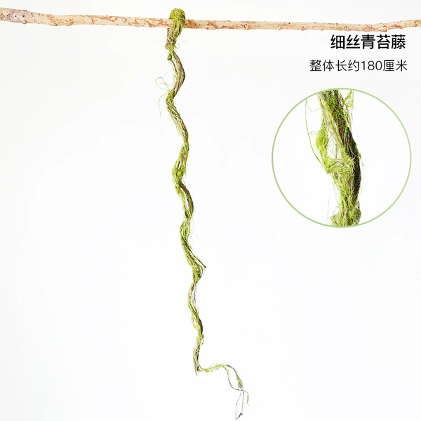 Thin Moss Vine