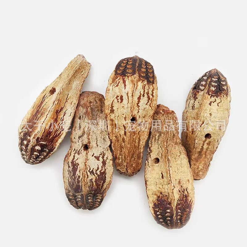 factory bird toy accessories carambola fruit dried carambola kernel natural fruit carambola pentagram fruit diy parrot grinding beak