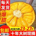 海南三亚黄肉菠萝蜜当季热带新鲜水果波罗蜜假榴莲一整个包邮红