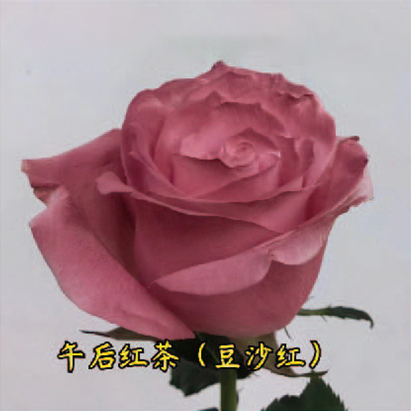 450ml agente de color de aerosol de flores al por mayor pintura en aerosol de secado rápido agente de teñido de rosas de color aerosol de color perlado floristería