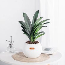 多肉小花盆自吸水懒人仿瓷盆新手种植办公室桌面北欧环保树脂花盆